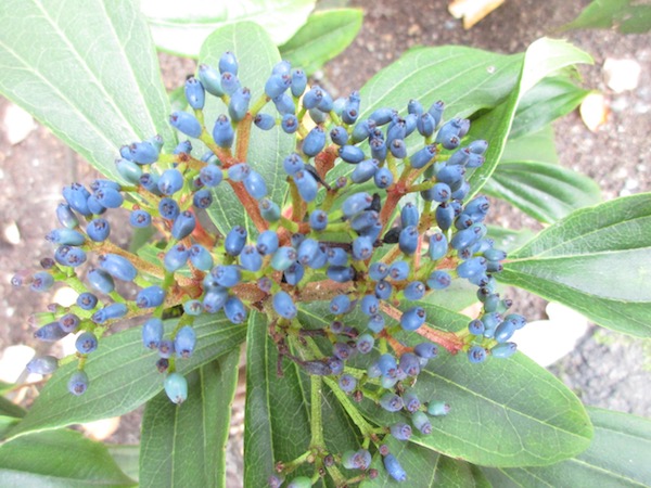 Viburnum Davidii berries